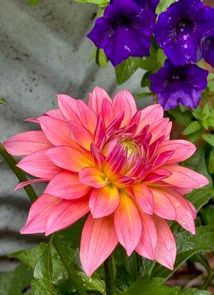 Learn about dahlia care from Cowlitz River Dahlias owner