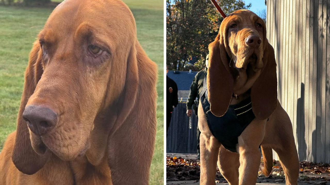Grant County officials seek public help finding missing K-9 Ellie Mae