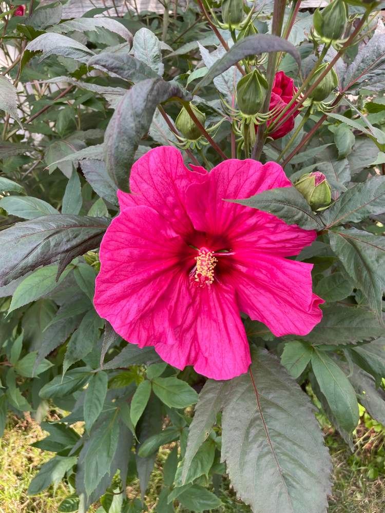 Hibiscus Bloom in Marion